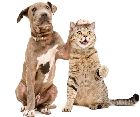 Chỉ dưới 10% số chó con được tiếp xúc với mèo vẫn giữ được bình tĩnh trong suốt quá trình nghiên cứu. Ảnh: Sonsedska/Getty Images/iStockphoto