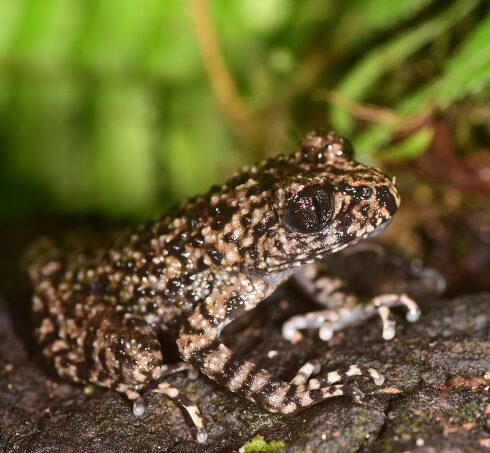 Loài cóc răng anh em được tìm thấy trên núi Pờ Ma Lung, Lai Châu. Ảnh: Nhóm nghiên cứu