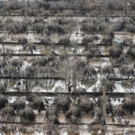 Hàng nghìn gốc đào ở Nhật Tân, Tây Hồ, Hà Nội bị mất trắng do lũ lụt sau bão Yagi. Ảnh: Ngọc Thành