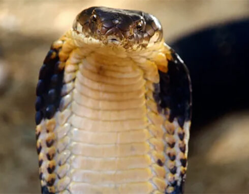 Rắn hổ mang chúa hùng mạnh thực chất là một nhóm gồm bốn loài. Ảnh: Getty