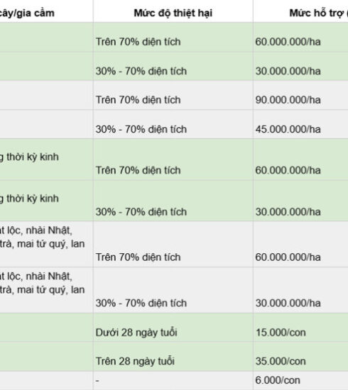 Hà Nội dự kiến chi gần 4 tỷ đồng hỗ trợ người trồng đào Nhật Tân