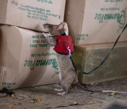 Làm việc chăm chỉ.  Ảnh: APOPO