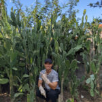 Trần Bảo Huy bên vườn xương rồng tai thỏ tại Phú Yên, tháng 10/2023. Ảnh: Nhân vật cung cấp