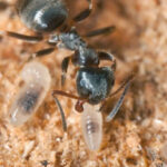 Kiến vườn đen và ấu trùng. Ảnh: Henrik_L