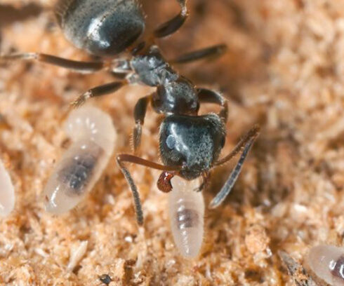 Kiến vườn đen và ấu trùng. Ảnh: Henrik_L
