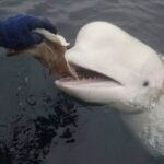 Cá voi trắng Hvaldimir xuất hiện ngoài khơi Na Uy năm 2019. Ảnh: AP