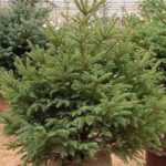 Thông tươi nhập khẩu từ Nga. Ảnh: Trần Phương