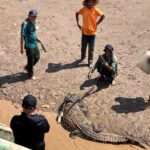 Người dân vây bắt cá sấu ở gần cửa biển TP Bạc Liêu. Ảnh: Người dân cung cấp