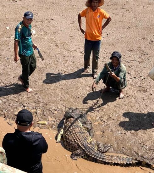 Người dân vây bắt cá sấu ở gần cửa biển TP Bạc Liêu. Ảnh: Người dân cung cấp