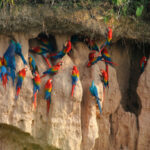 Vẹt đuôi dài đỏ xanh ăn đất sét trong rừng nhiệt đới Amazon. Ảnh: Jorgeluizpsjr