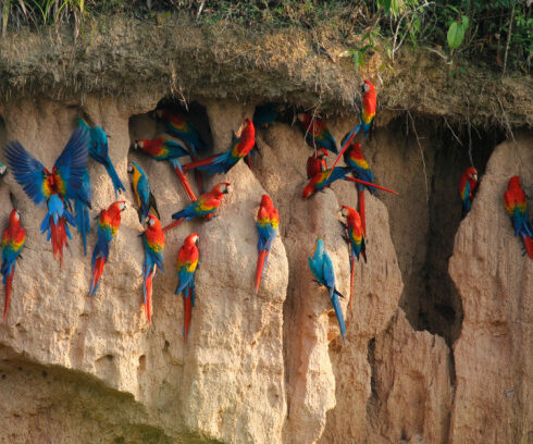 Vẹt đuôi dài đỏ xanh ăn đất sét trong rừng nhiệt đới Amazon. Ảnh: Jorgeluizpsjr