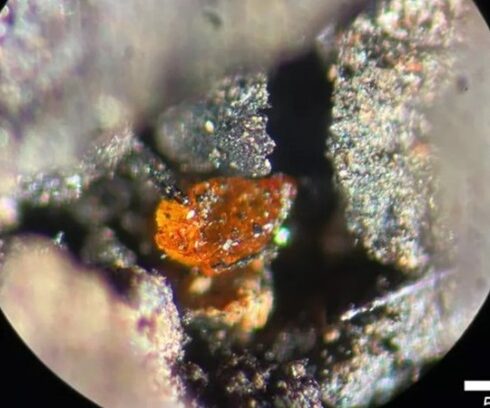 Mẩu hổ phách trong lớp đá lignite kỷ Phấn Trắng ngoài khơi Nam Cực. Ảnh: Alfred Wegener Institute / V. Schumacher