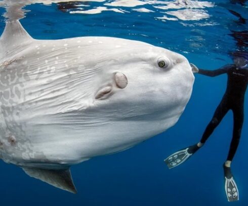 Cá mặt trăng giải phóng khoảng 300 triệu quả trứng chưa thụ tinh trong một lần sinh sản. Ảnh: Cnet