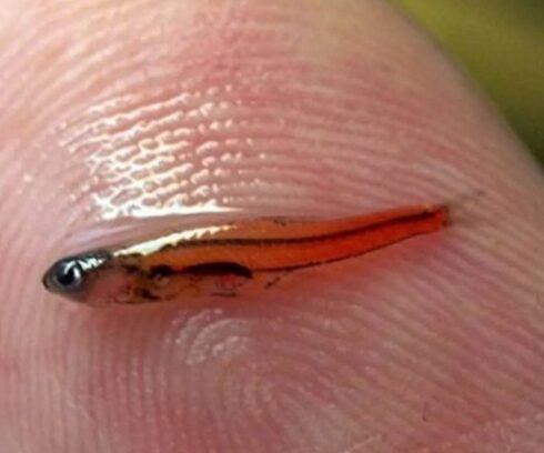 Cá Paedocypris progenetica thuộc họ cá chép. Ảnh: Apfish