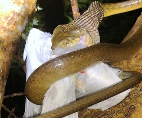 Rắn cây nâu ăn thịt chim trên đảo Guam. Ảnh: Science