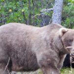 Gấu mẹ Grazer trong ảnh chụp hôm 12/9/2024. Ảnh: M. Carenza/NPS