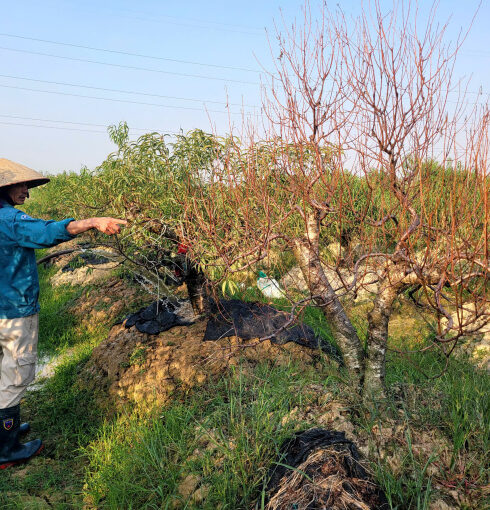 Đào bị úng nước, đứt dễ chết dần dù người dân Đăngh Cương dùng nhiều cách để cứu. Ảnh Lê Tân