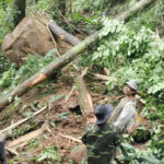 Những hòn đá mồ côi nặng hàng chục tấn trên đỉnh núi lăn xuống gặp cây cối cẳn lại. Ảnh: Sơn Thủy