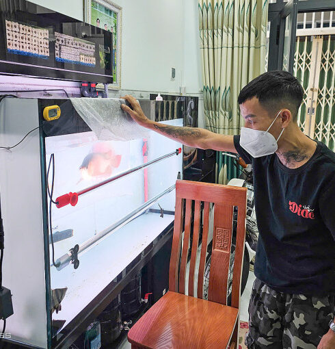 Anh Hà Nguyên Hoàng đánh giá tình trạng bệnh của cá rồng trước khi chữa trị. Ảnh: Bùi Toàn