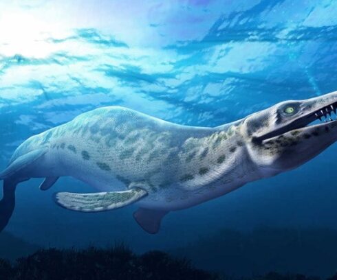 Hình dáng phục dựng của thương long tiền sử. Ảnh: NRP